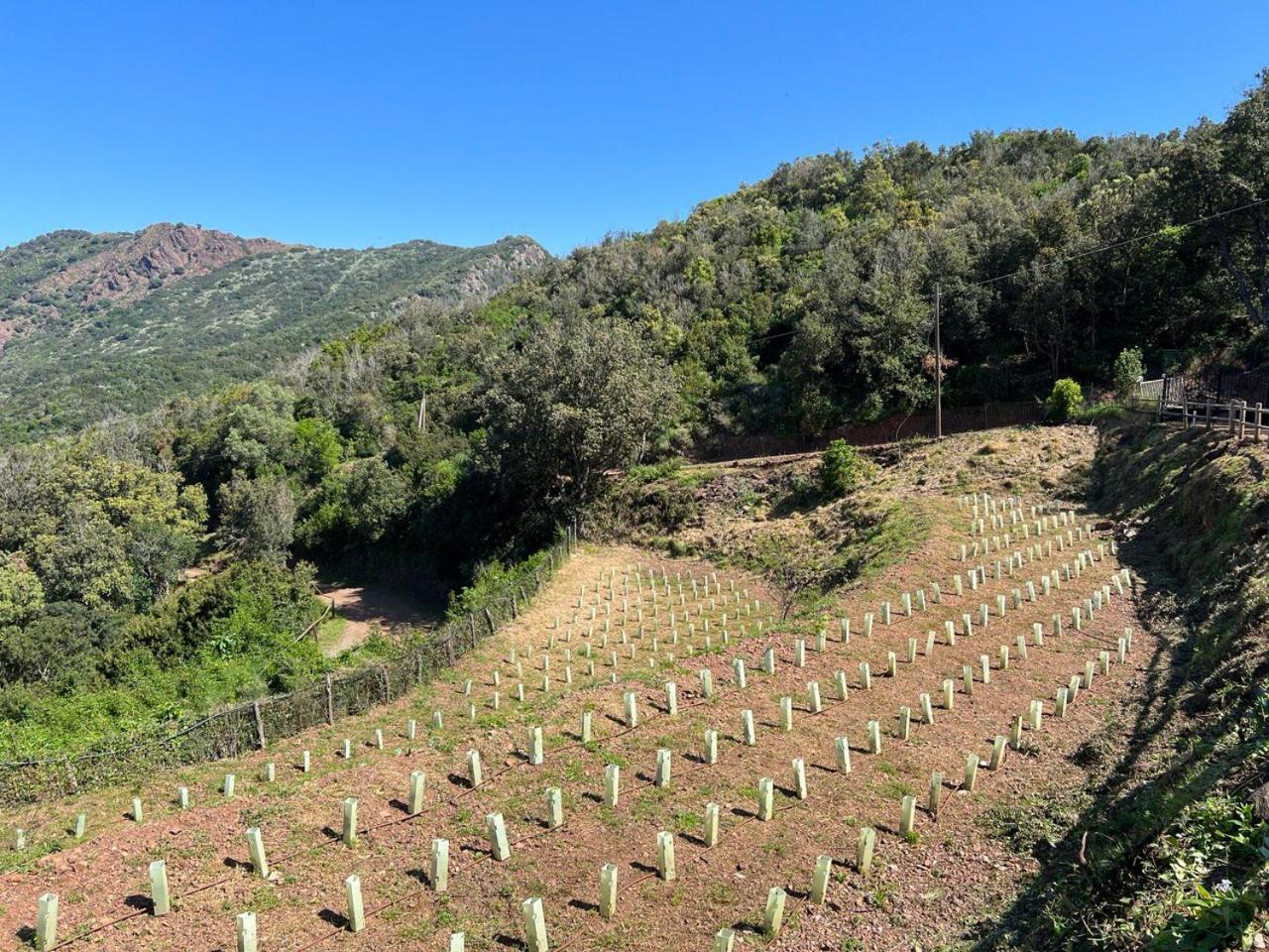 Agriturismo Paradisa Rio nell'Elba Екстер'єр фото